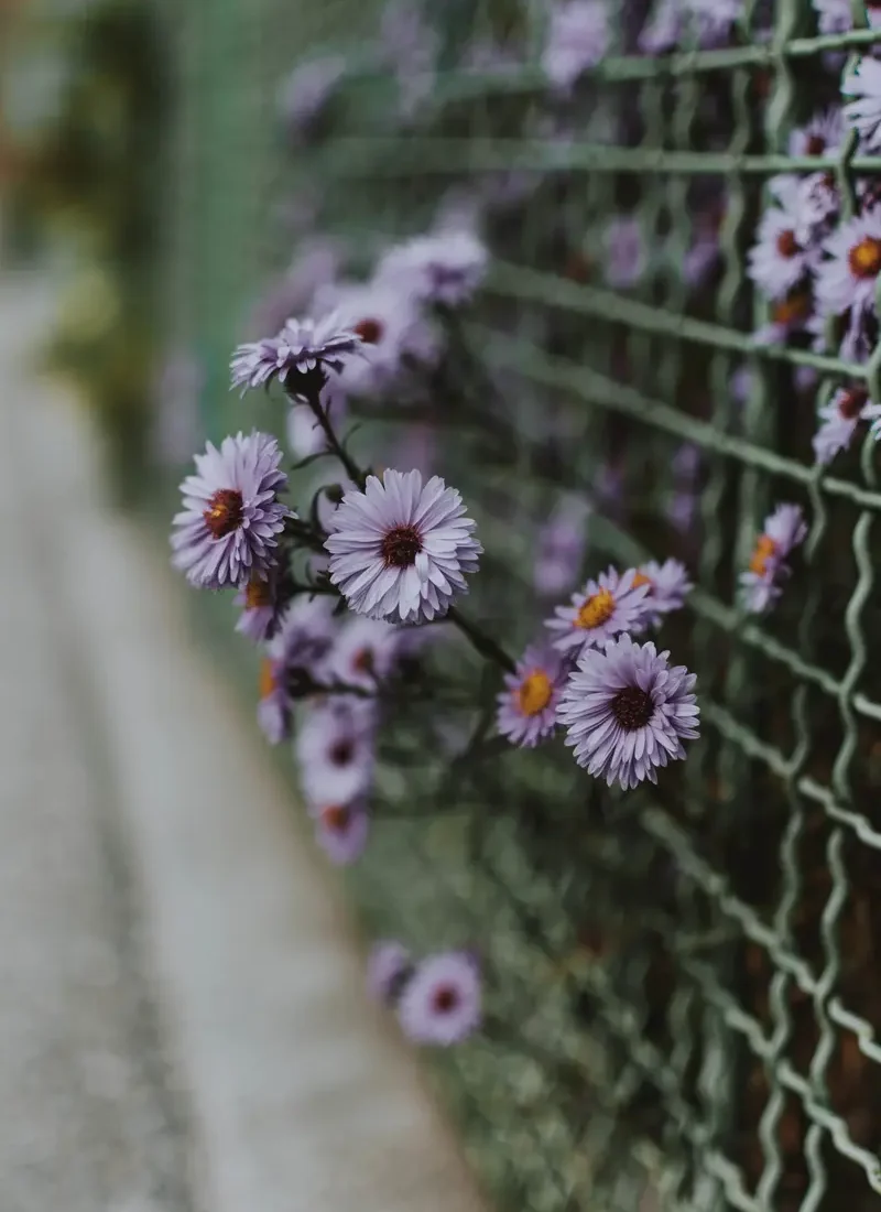 vertical shot some small purple flowers and a fence